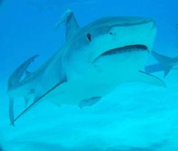Tiger shark with remoras, tiger beach. by Andy Colls 